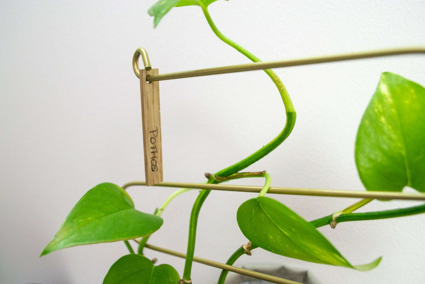 Curved Plant support indoor plant stake, plant accessory