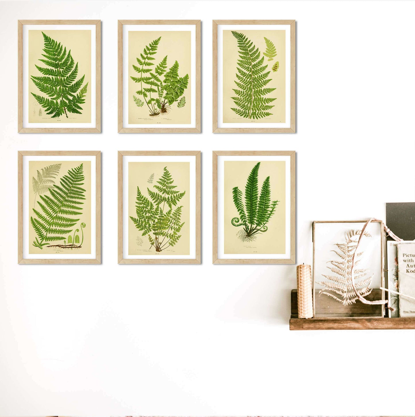 Fern Wall Art, botanical fern art print of green fern 6 of 6 botanical print
