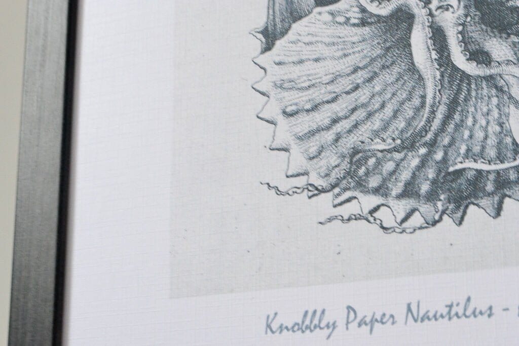 Digital Download Shell Nautilus seashell drawing nautical printable