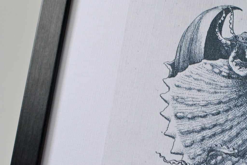 Framed Nautical Antique Shell Art print - Nautilus seashell shell prints