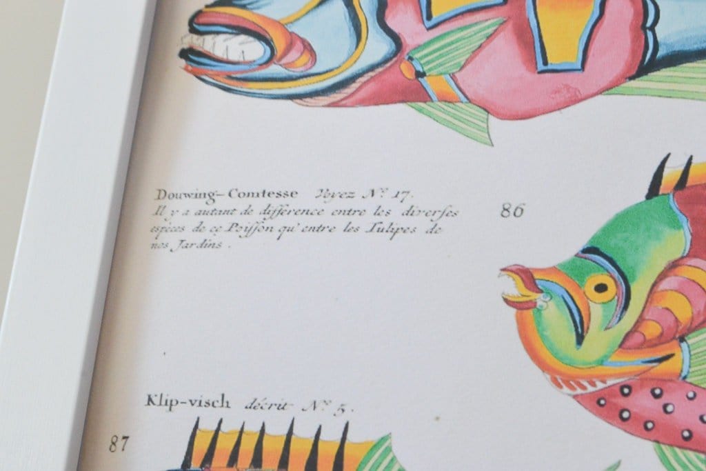 Framed Antique Fish Print, 1754 tropical fish poster