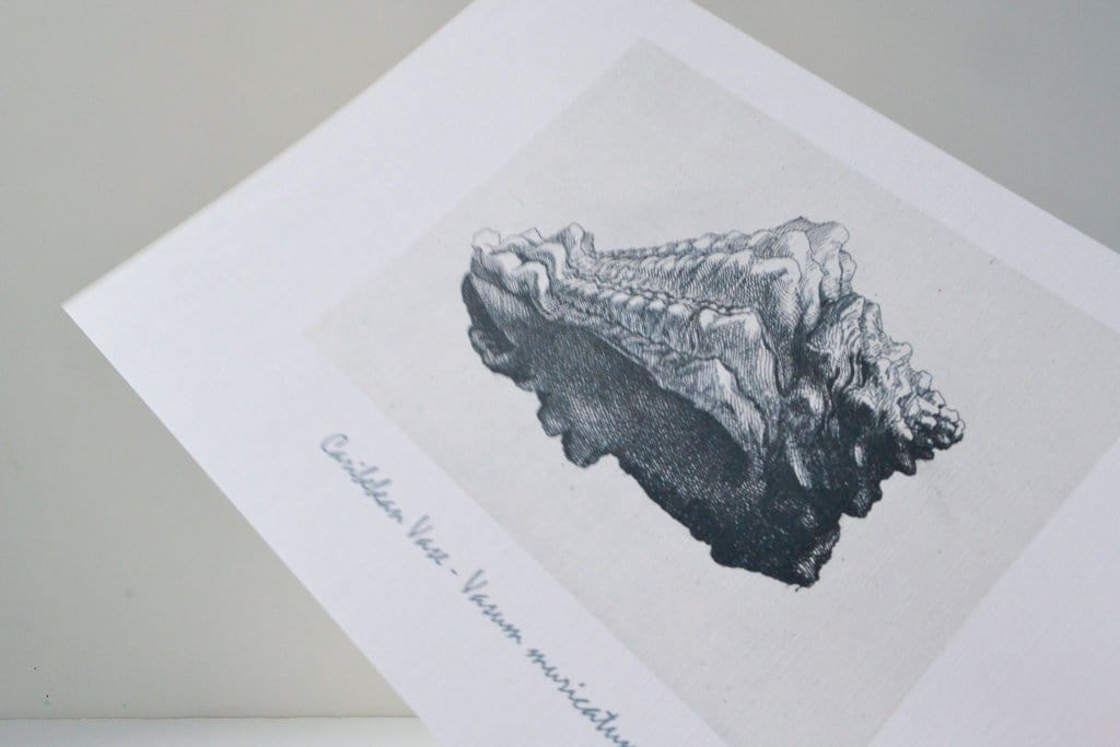 Framed vintage shell artwork bathroom décor, shell print shell prints