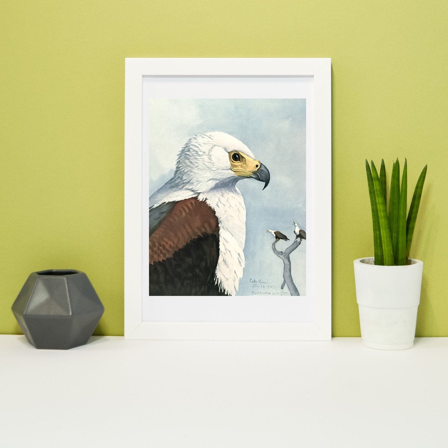 Framed Bird Print, Natural history bird art eagle print Vintage Animal Prints