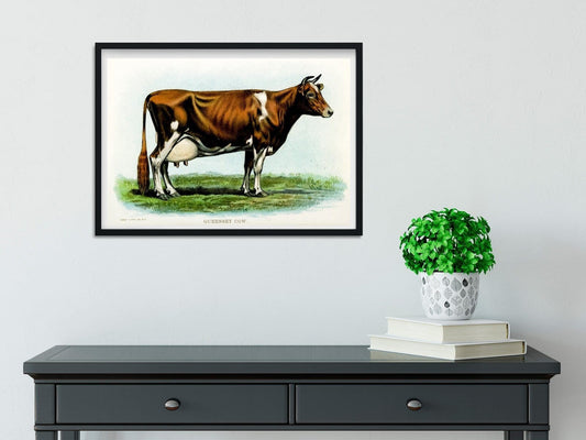 Framed Vintage Guernsey cow Print, antique cow prints