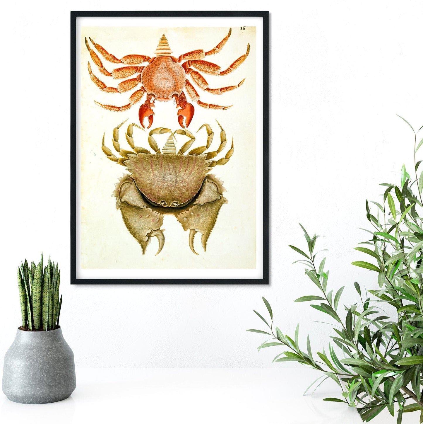 Framed Antique Crab Print, Nature scientific drawing crab illustration poster