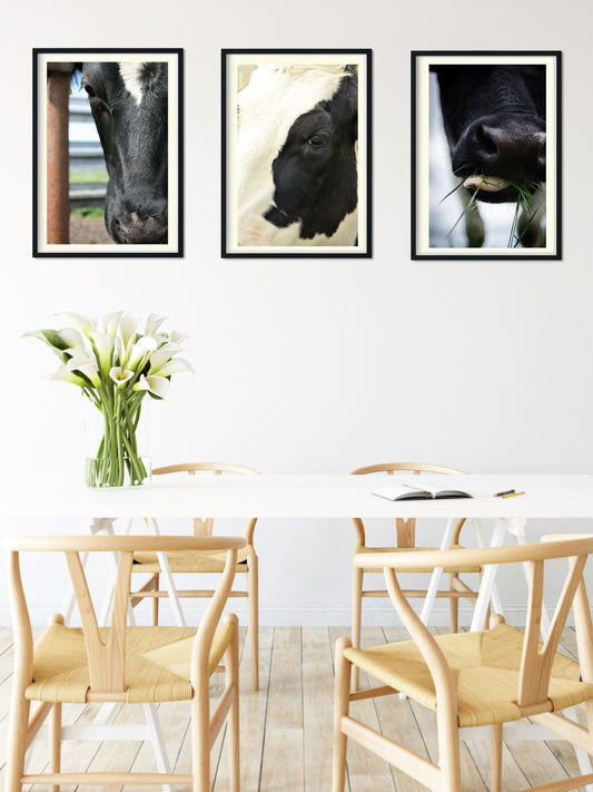 Framed Set of 3 cow prints, farm animal cow print set, black and white print set Photography Prints