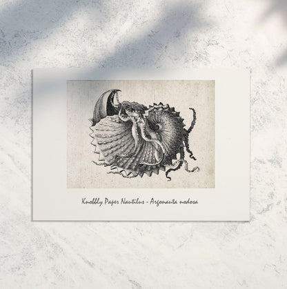 Framed Nautical Antique Shell Art print - Nautilus seashell shell prints
