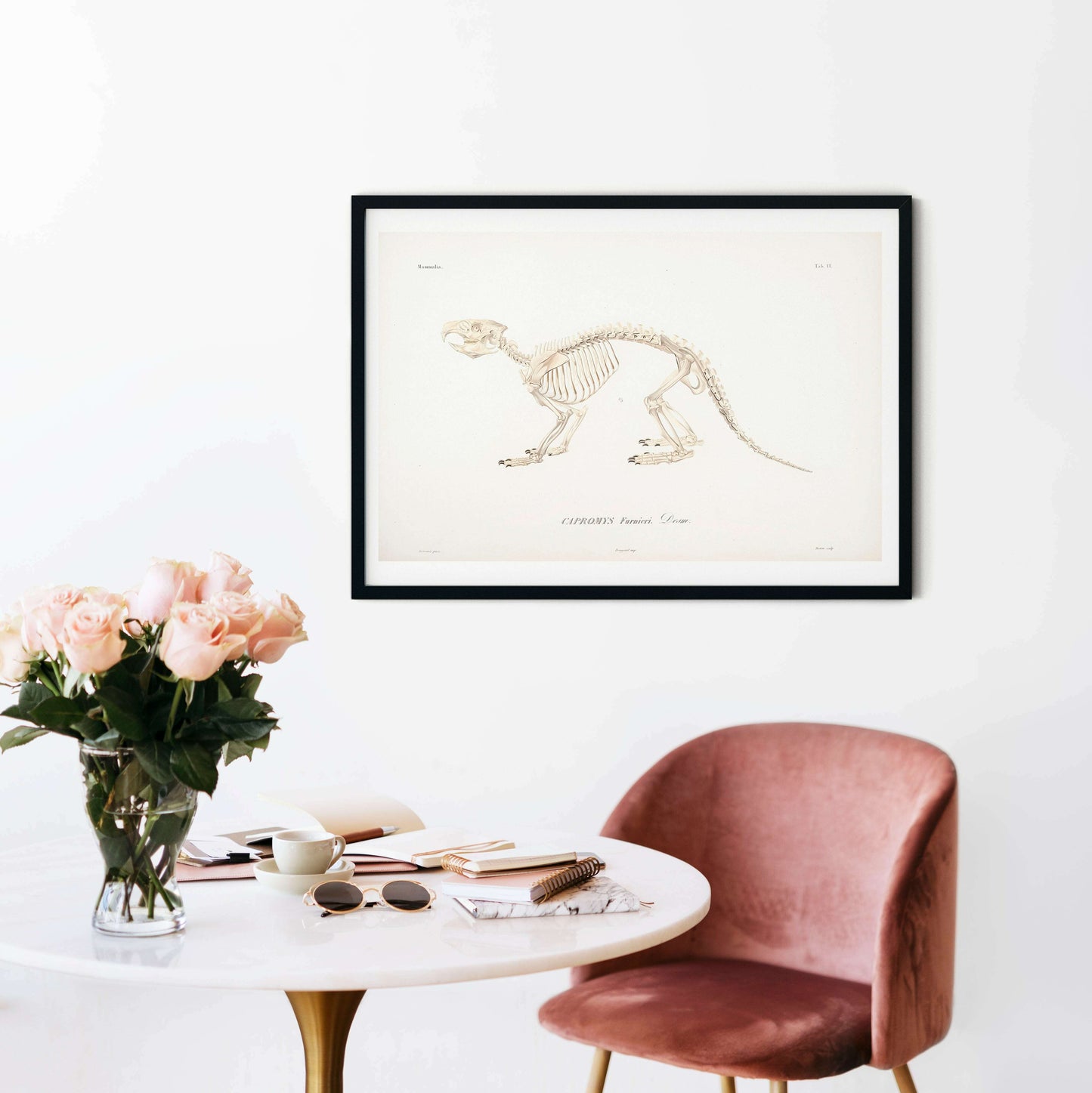 Animal skeleton antique anatomy print vintage prints