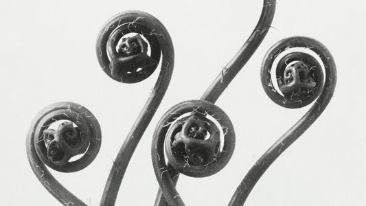 Karl Blossfeldt: Precise Botanical Photography