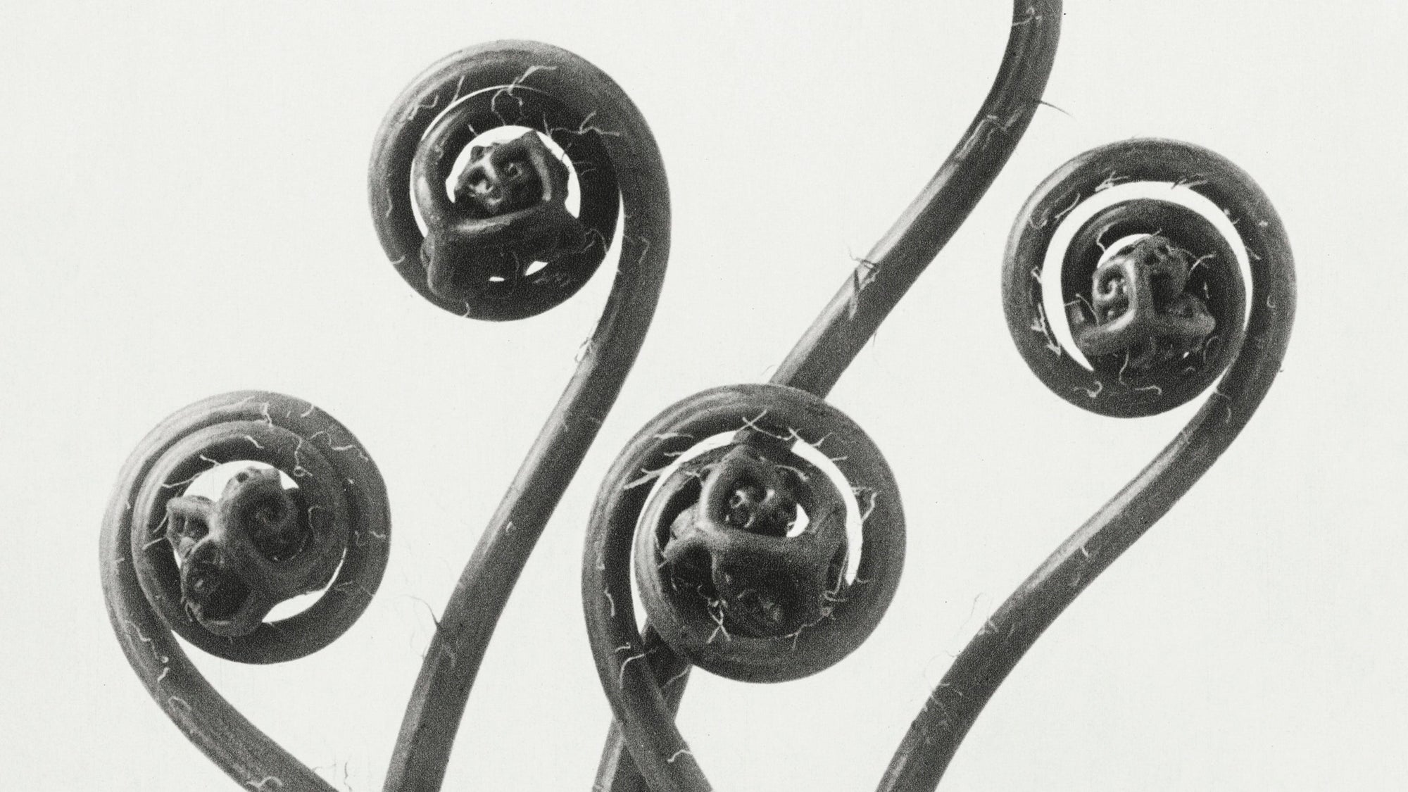 Karl blossfeldt ferns photograph via Rawpixel