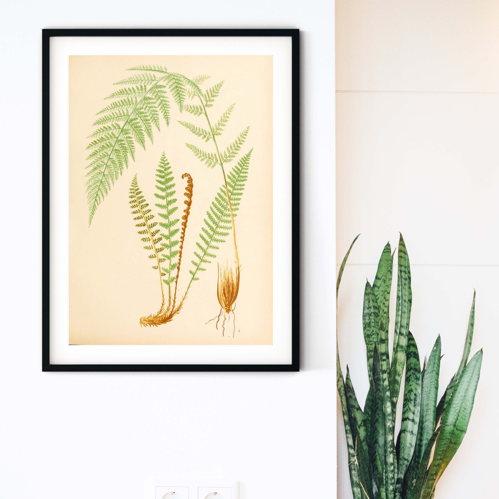 Botanical Fern, green fern leaf print, framed botanical prints botanical prints