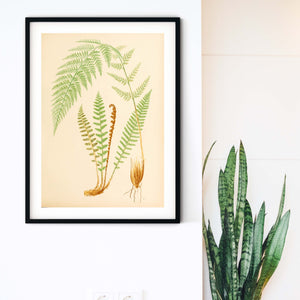 Botanical Fern, green fern leaf print, framed botanical prints