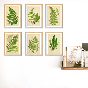 botanical leaf prints, set of 6 framed fern prints