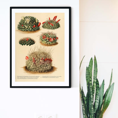 Antique cactus Print, Vintage botanical cactus flower print 4 botanical print