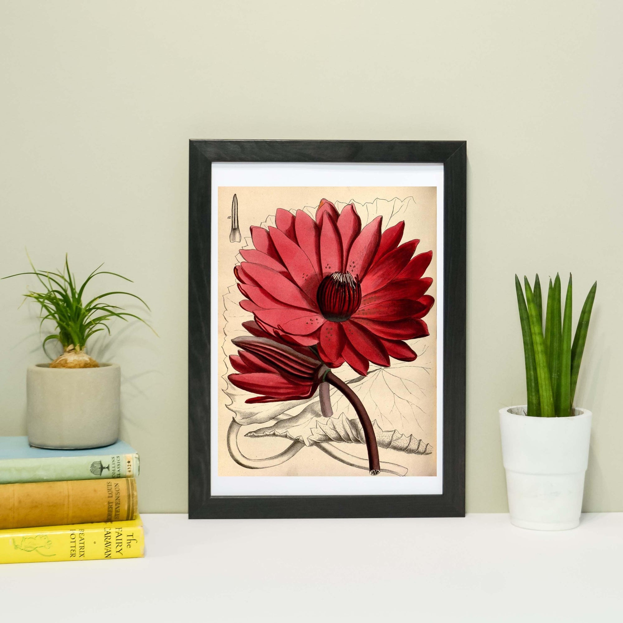 Antique Waterlily Flower Print- Framed Botanical Naturalist scientific drawing study tropical plant Wall Art Print A4, A3, A2