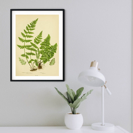 Framed Antique Fern Print, green fern wall art, leaf prints 3 of 6 botanical print