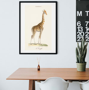 Framed Giraffe Print, Vintage giraffe artwork poster Vintage Animal Prints