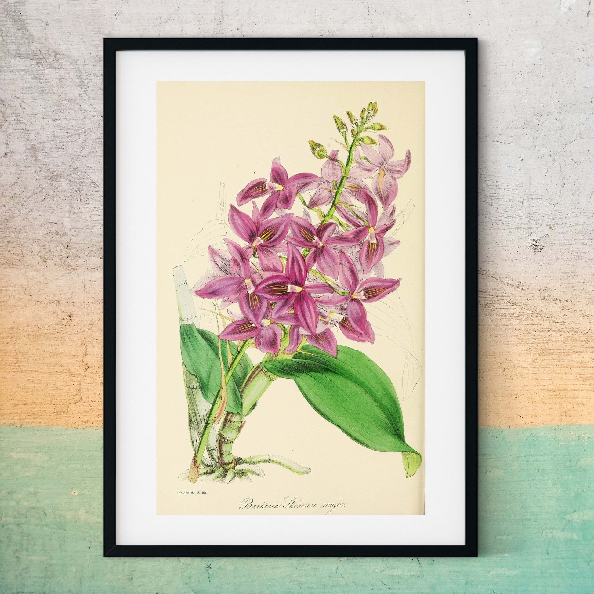 Pink Orchid Flower art, Antique Framed Botanical Prints botanical print