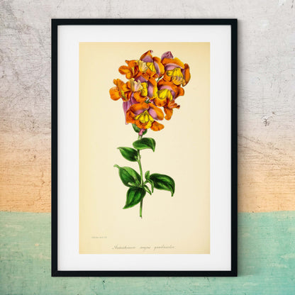 Pink snapdragon flower print, orange & pink flower art Botanical Print botanical print