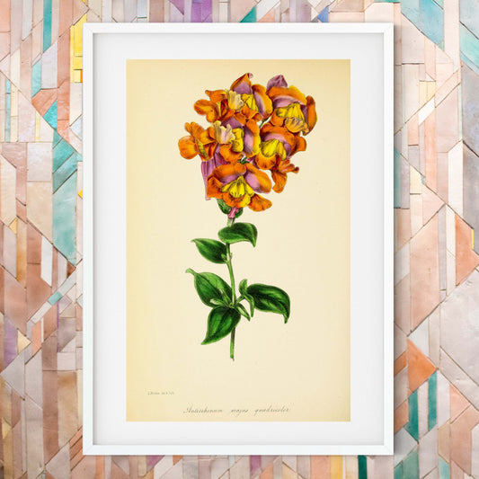 Pink snapdragon flower print, orange & pink flower art Botanical Print botanical print