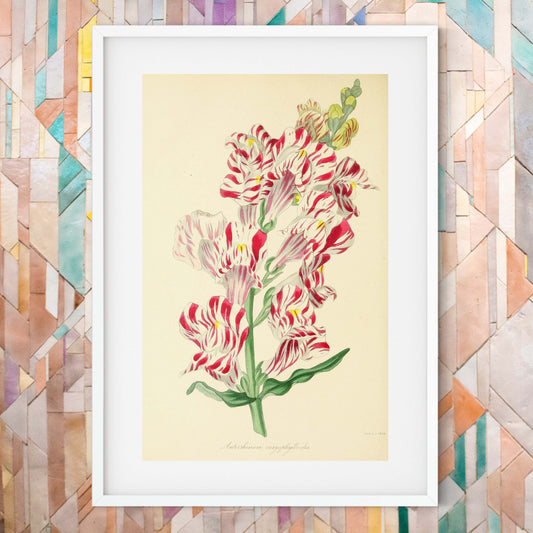 Pink snap dragon flower print, pink flower art framed Botanical Print botanical print