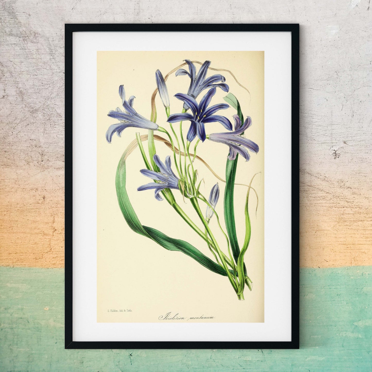 Purple flower print, vintage flower art framed Botanical Print botanical print