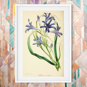 Purple flower print, vintage flower art framed Botanical Print botanical print