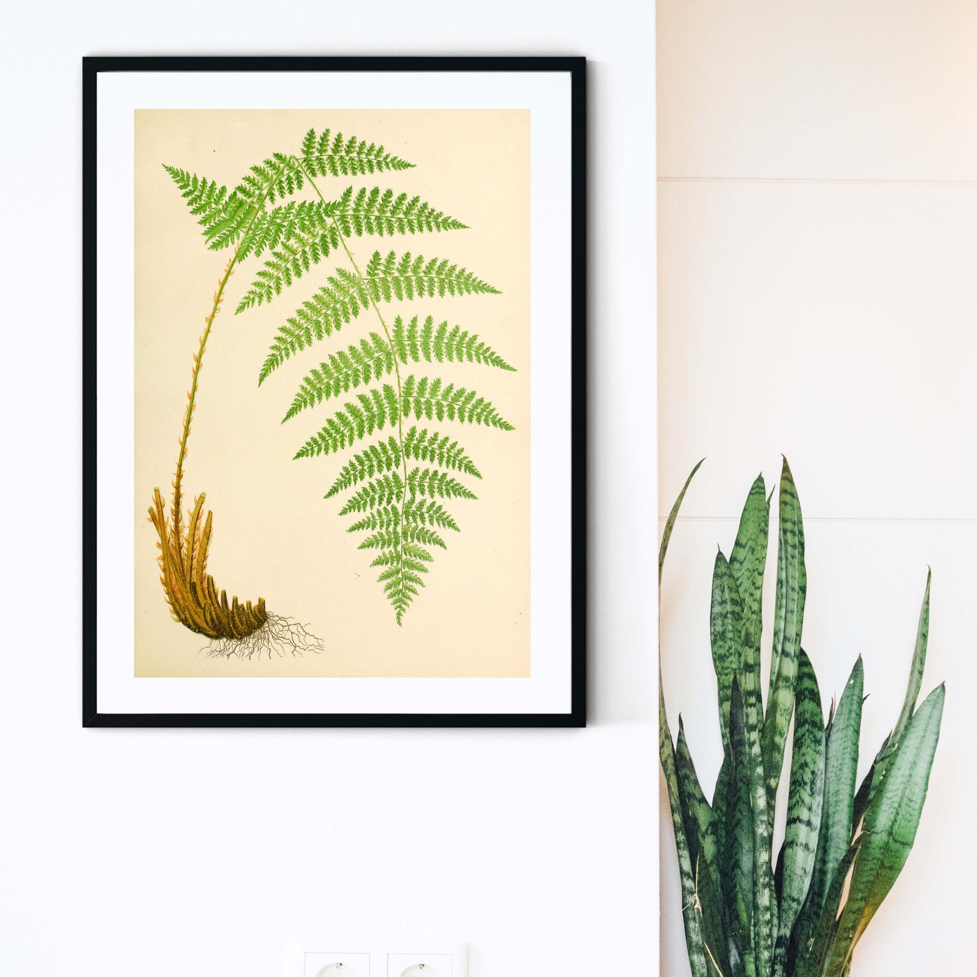 Botanical Fern print, antique botanical leaf prints woodland print 1