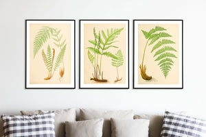 Botanical Fern, green fern leaf print, framed botanical prints botanical prints