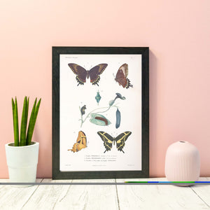 Butterflies antique scientific illustration print