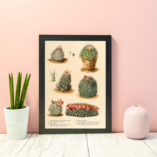 Cactus flower illustration print botanical prints
