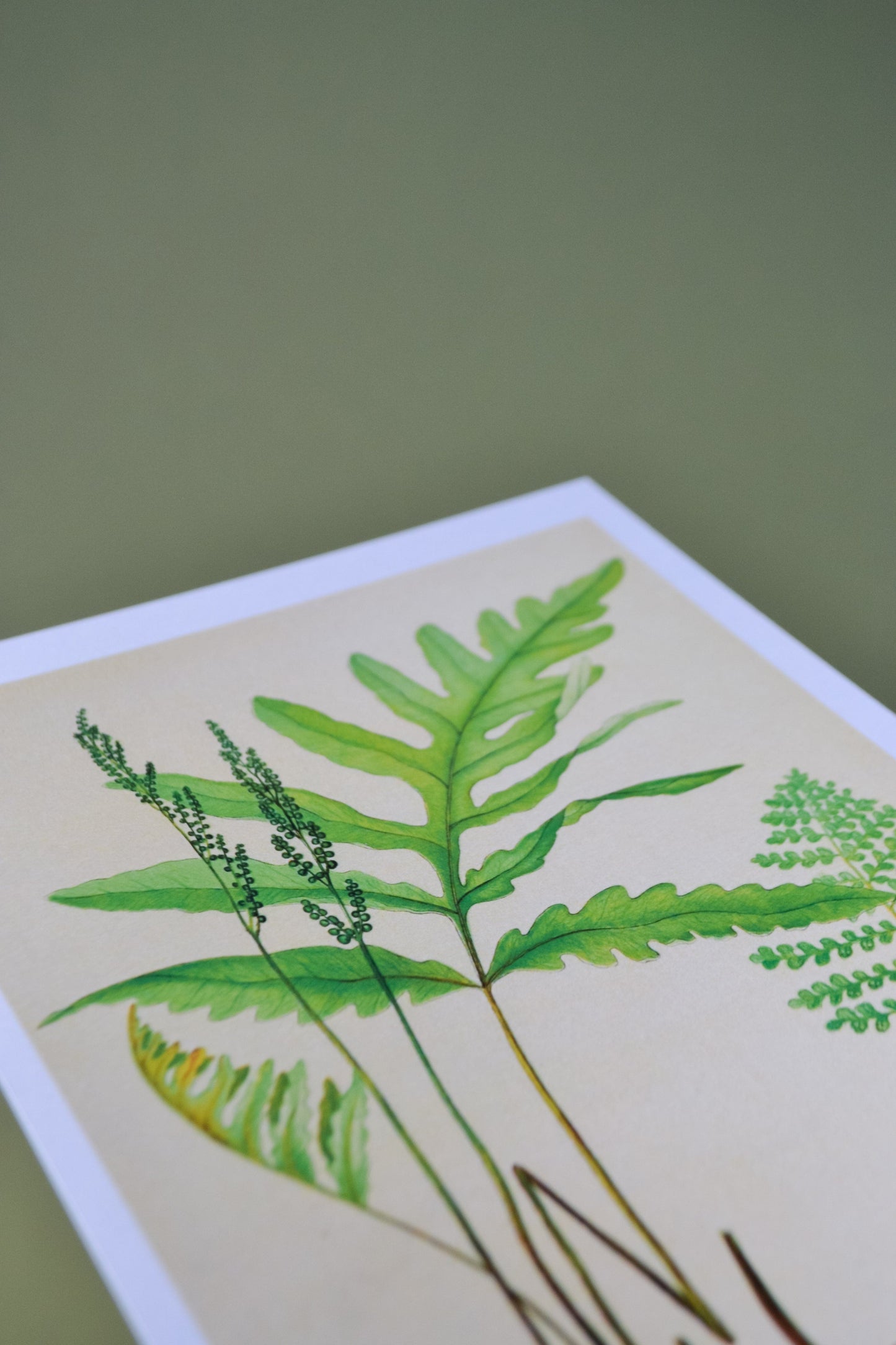 Botanical Fern print vintage botanical leaf prints, green fern print 3 botanical prints