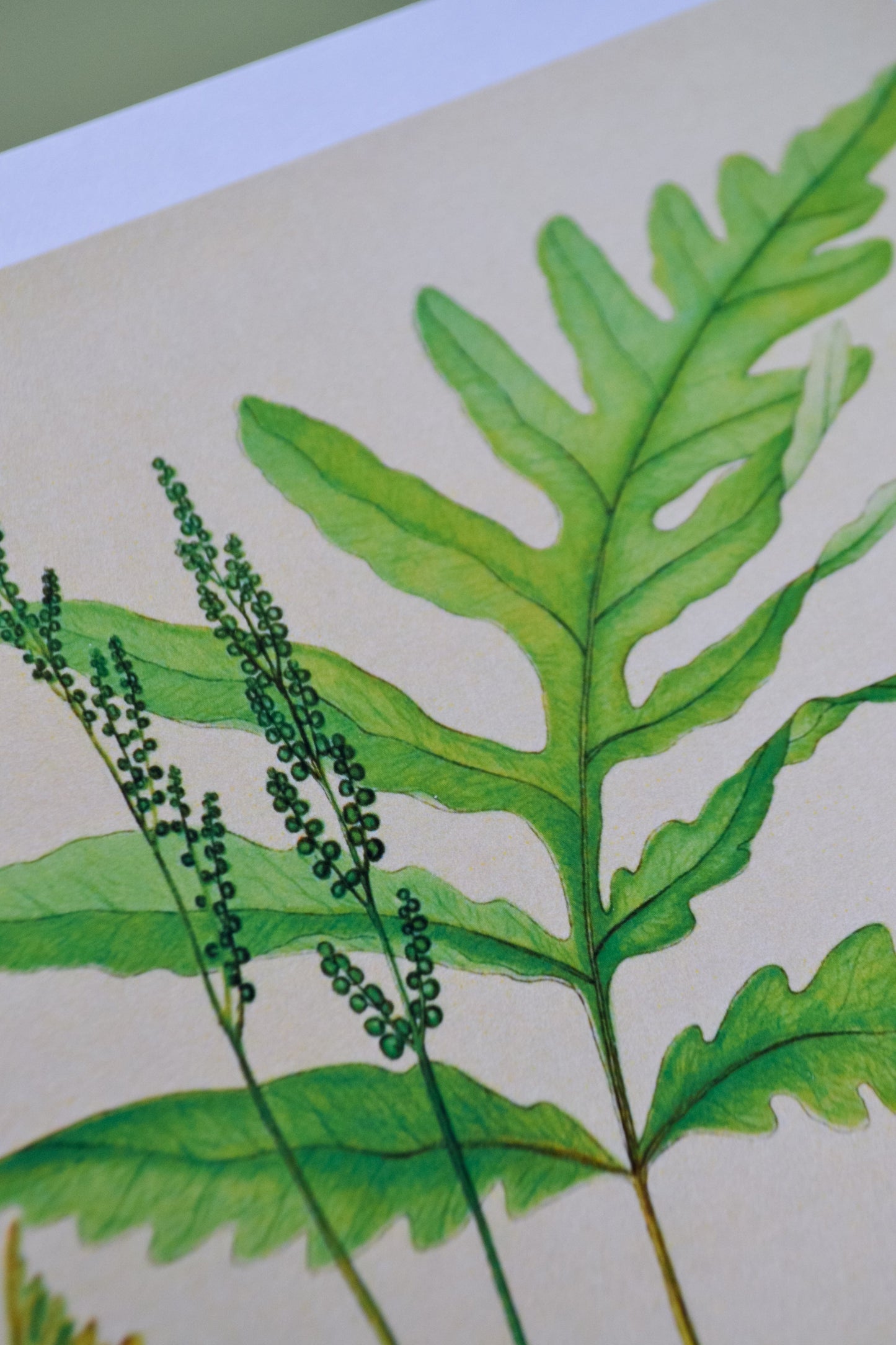 Botanical Fern print vintage botanical leaf prints, green fern print 3 botanical prints