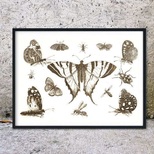 Butterfly drawing illustration print Vintage Animal Prints