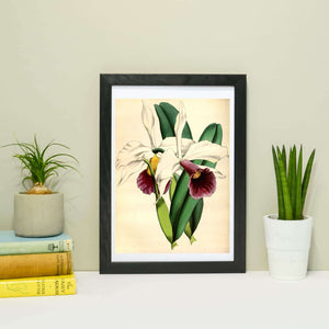 White Orchid Flower Art, Framed antique Botanical Prints botanical print