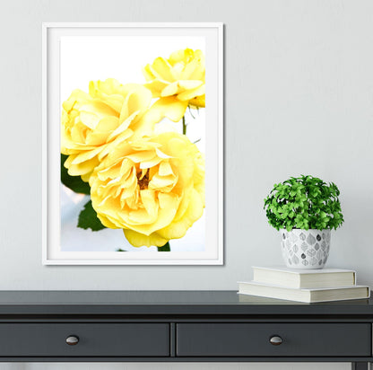 Yellow Rose Print minimalist botanical photograph Photography Prints