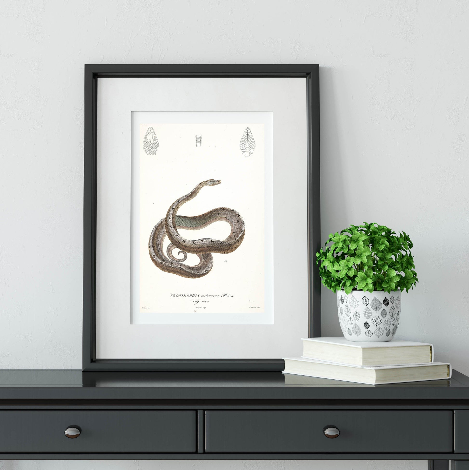 Snake scientific illustration print Vintage Animal Prints