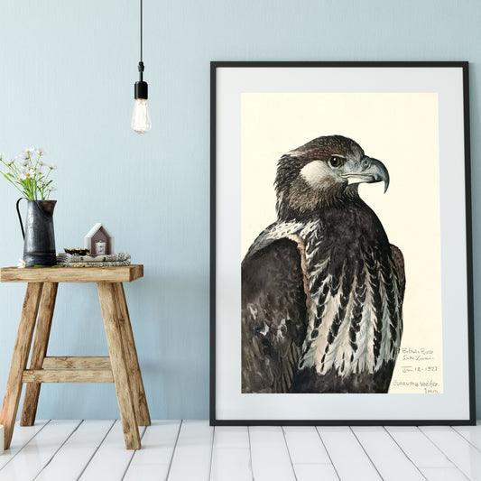 Eagle vintage bird print, natural history bird art illustration print Vintage Animal Prints