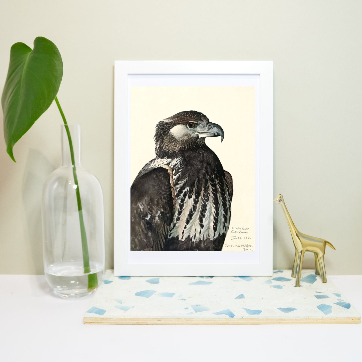 Eagle vintage bird print, natural history bird art illustration print Vintage Animal Prints