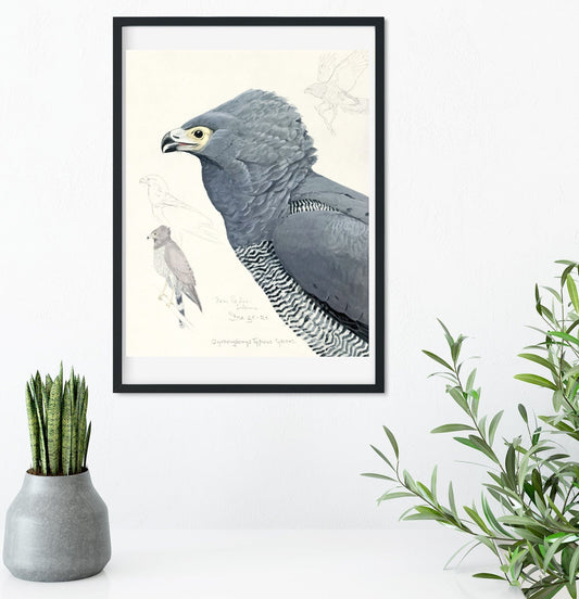 Hawk natural history illstration print Vintage Animal Prints