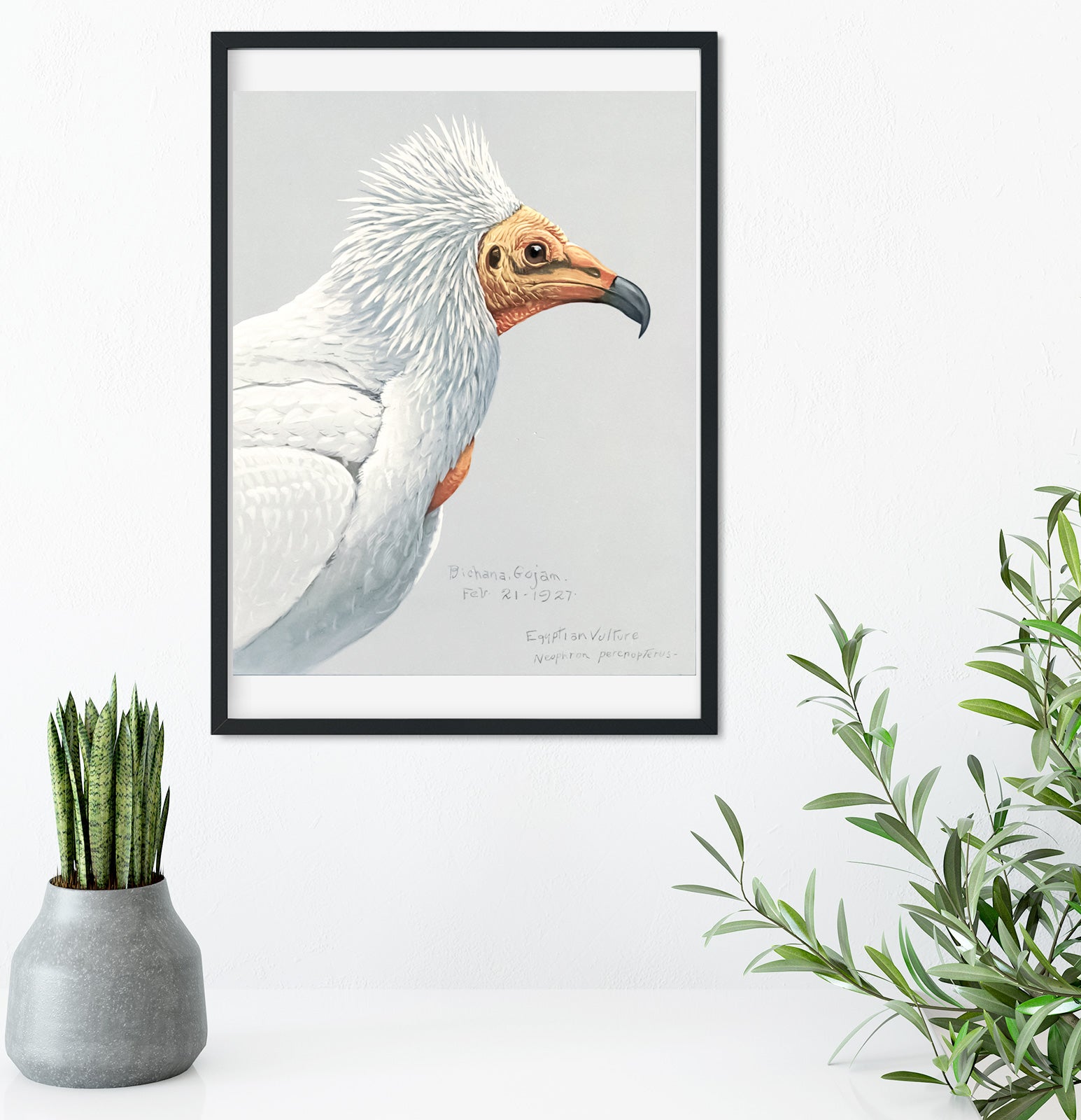 Natural history eagle illustration print Vintage Animal Prints