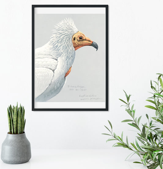 Natural history eagle illustration print Vintage Animal Prints