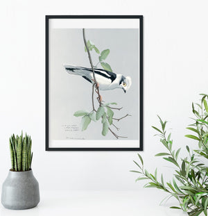 Vintage bird print natural history wading bird art illustration print