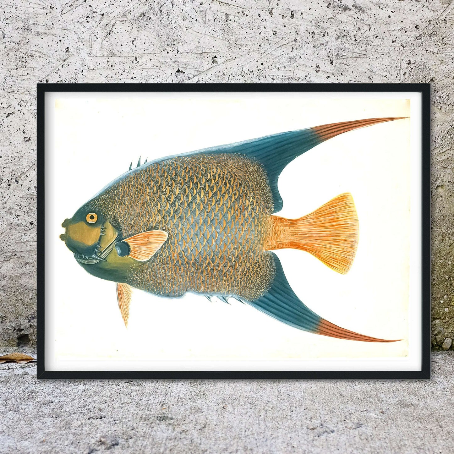 Angel fish scientific illustration print, antique fish print Vintage Animal Prints