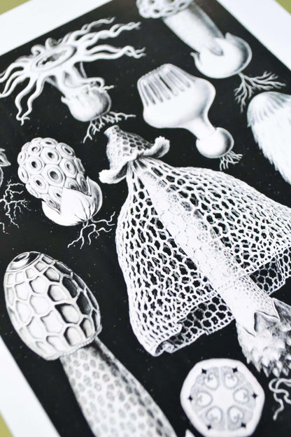 Art Forms in Nature graphic scientific Mushroom print vintage prints