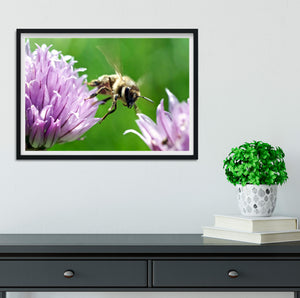 Honey Bee macro photography Print