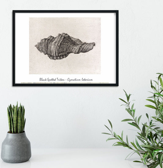 Black Spotted Triton seashell illustration, antique shell print shell prints