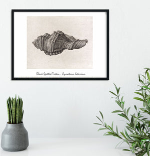 Black Spotted Triton seashell illustration, antique shell drawing print