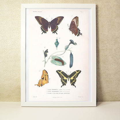Butterflies antique scientific illustration print Vintage Animal Prints