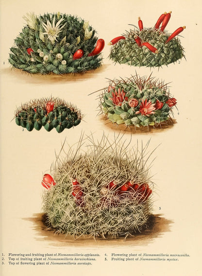 Antique cactus Print, Vintage botanical cactus flower print 4 botanical print